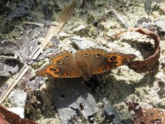 Junonia neildi varia