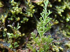 Lindsaea viridis