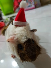Cavia