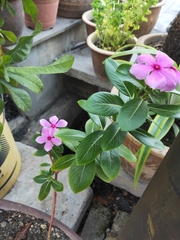 Catharanthus roseus