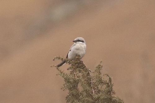 Veliki svračak (Lanius excubitor)
