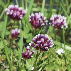 Trifolium variegatum