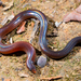 Hikida's Short-legged Skink - Photo (c) 决明, some rights reserved (CC BY-NC), uploaded by 决明