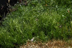 Leptobryum pyriforme