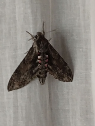Agrius convolvuli