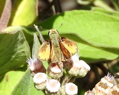 Hylephila phyleus phyleus