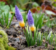 Crocus sublimis