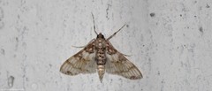 Azochis rufidiscalis
