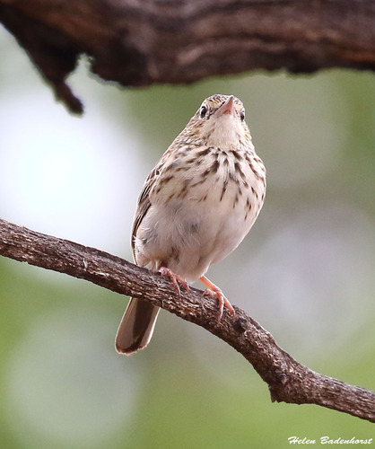 iNaturalist image