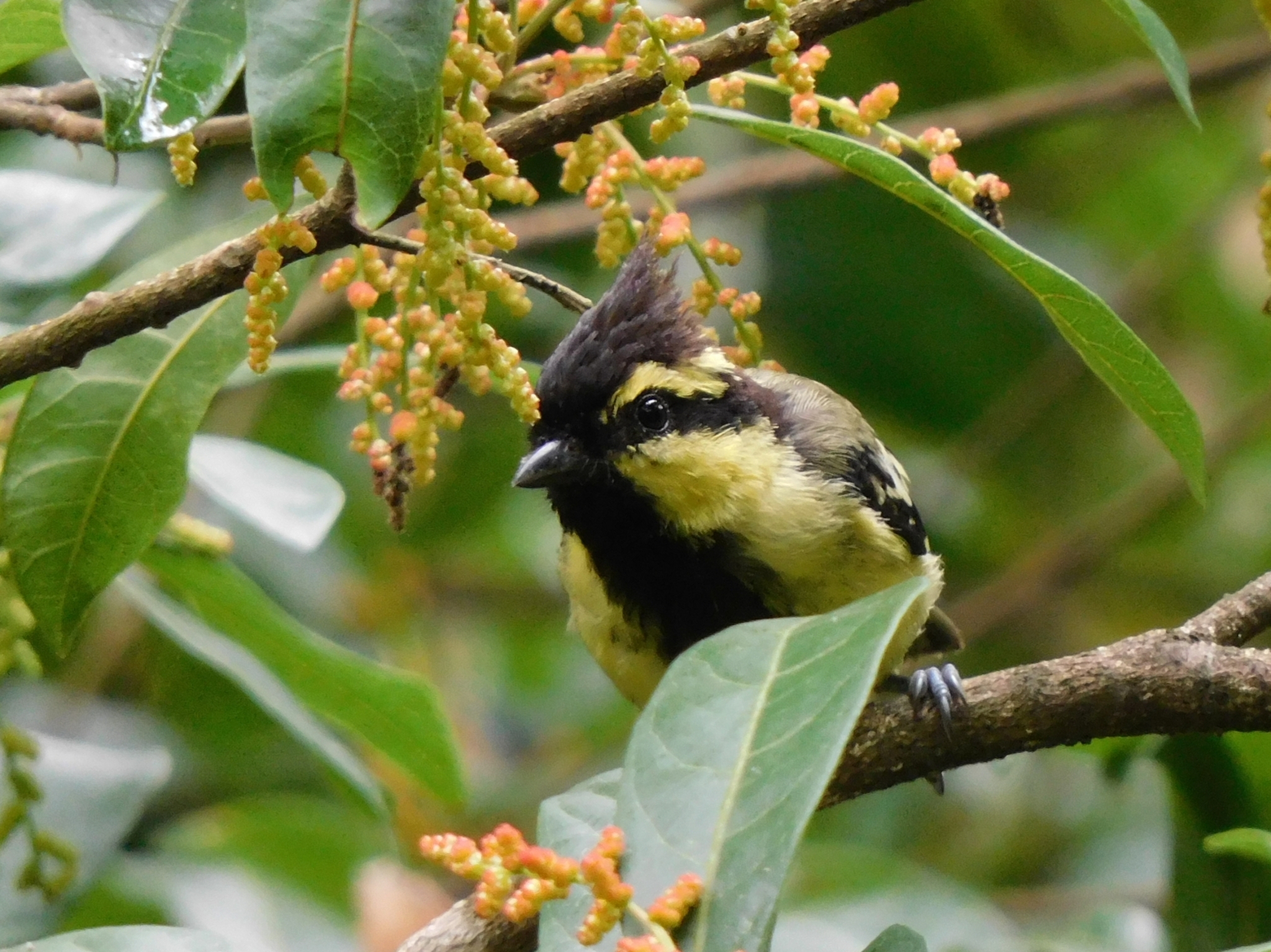 Himalayan Black-lored Tit illustration