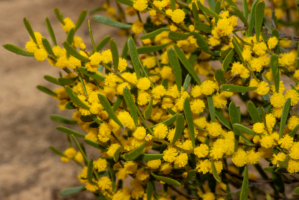 Acacia sclerophylla; photograph (c) T. Hammer, some rights reserved (CC BY)