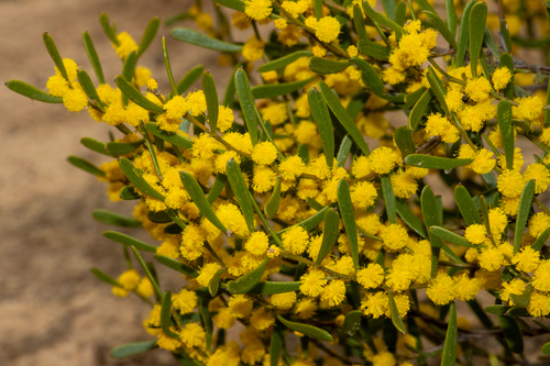 hard-leaf wattle (Acacia sclerophylla)