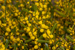 (c) T. Hammer, some rights reserved (CC BY) Acacia sclerophylla, photograph (c) T. Hammer, some rights reserved (CC BY)