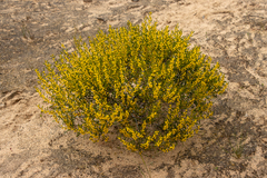(c) T. Hammer, some rights reserved (CC BY) Acacia sclerophylla, photograph (c) T. Hammer, some rights reserved (CC BY)