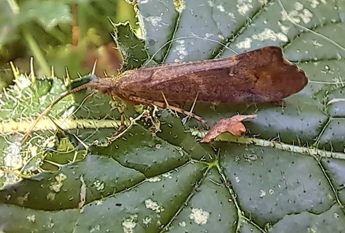 Mottled Sedge, Grubbenvorst, Horst, Grubbenvorst Dr. Baggen, 5971 PB Grubbenvorst, Nederland, photo 8 of 10