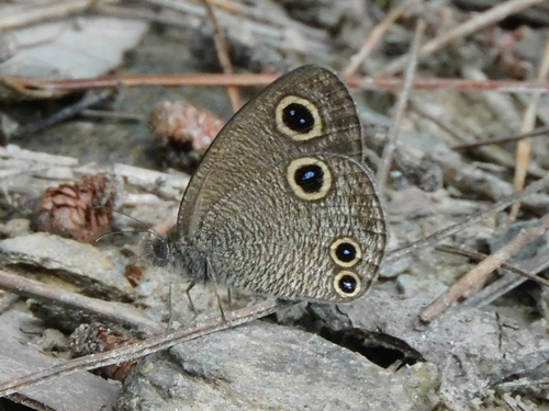 Large Three-ring