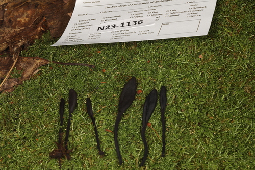 Geoglossum (Photo 2 of 2)