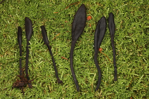 Geoglossum
