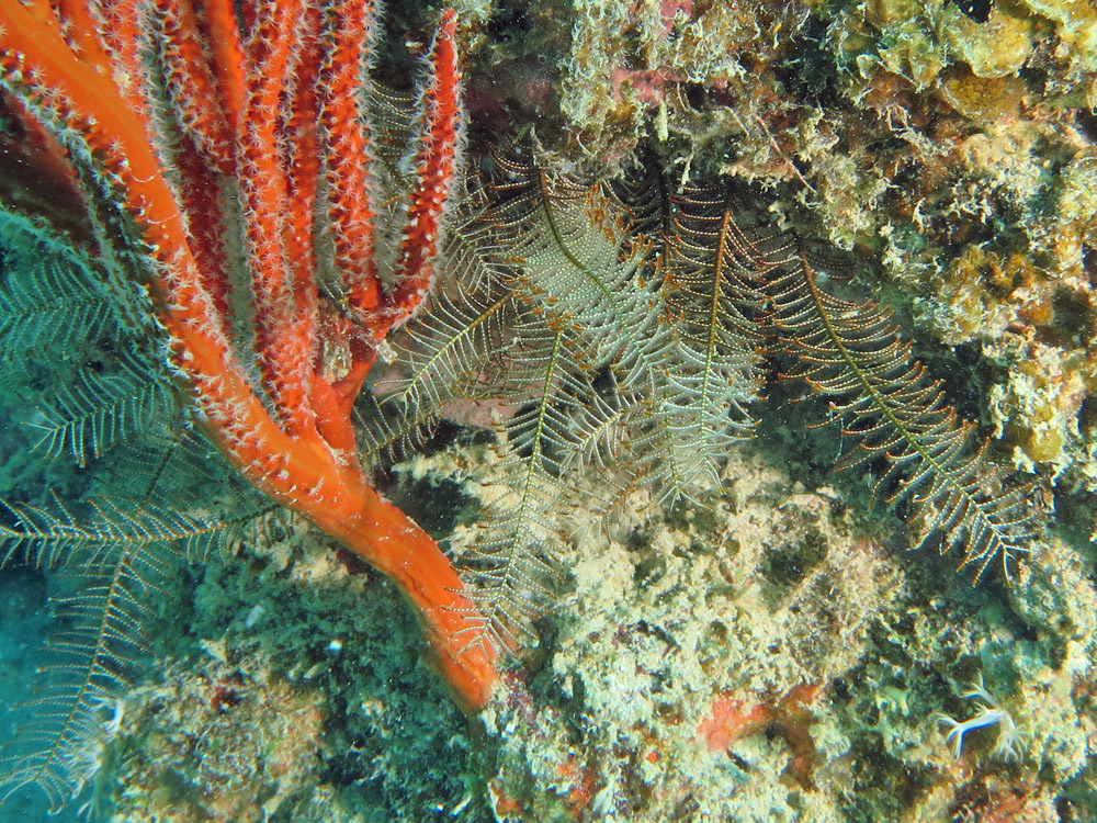 Clarkcomanthus