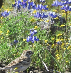 Lupinus nanus