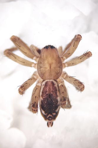 Gamakia hirsuta