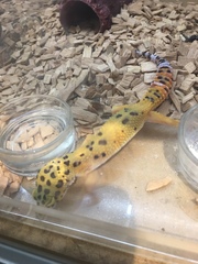 Eublepharis macularius