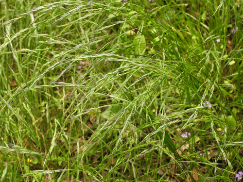 Festuca parvigluma iNat (3)