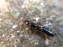 Thyreocephalus orthodoxus