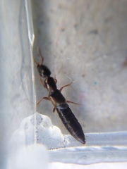 Thyreocephalus orthodoxus