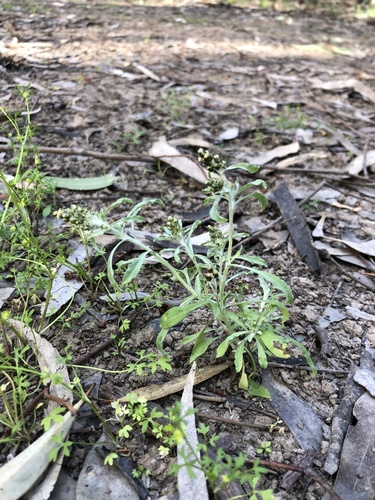 Many stem cudweed (Gnaphalium polycaulon)