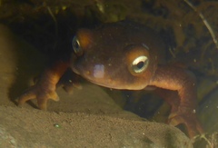 Taricha sierrae