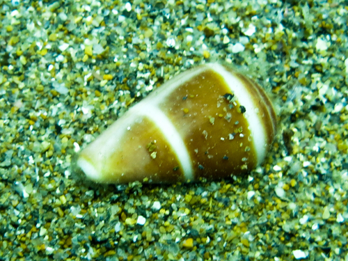 Mediterranean Cone Snail