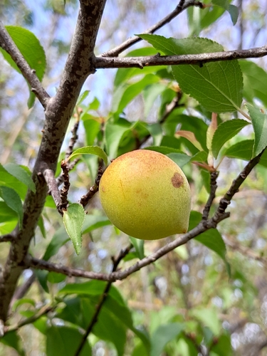 Prunus mume