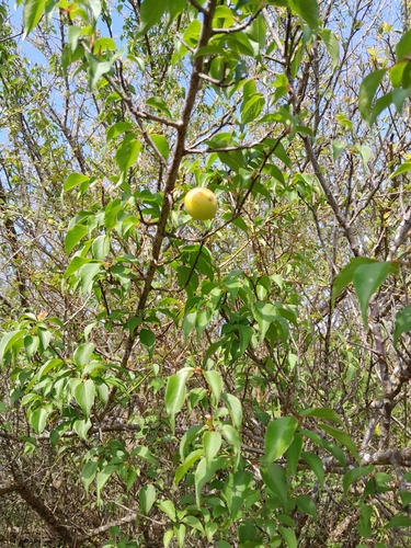 Prunus mume