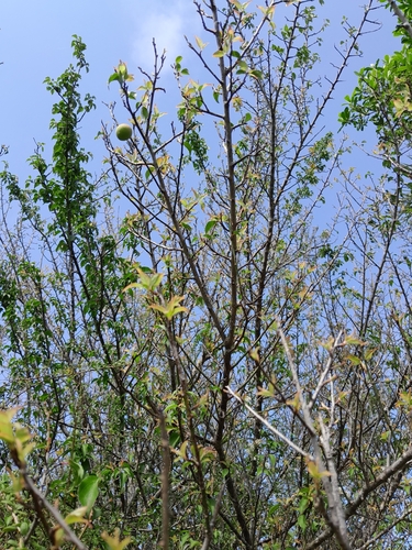 Prunus mume