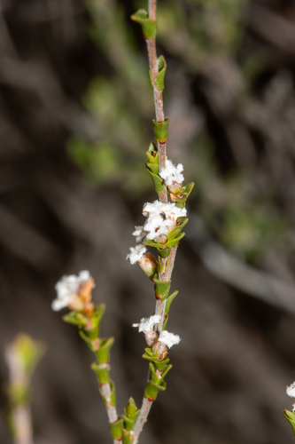 Leucopogon costatus (F.Muell.) J.M.Black
