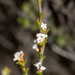 Leucopogon costatus - Photo (c) Tim Hammer, algunos derechos reservados (CC BY), subido por Tim Hammer