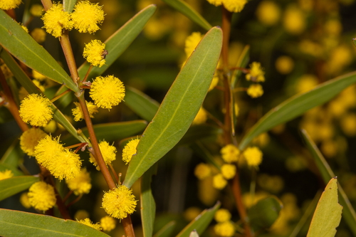 Manna Wattle (Acacia microcarpa)