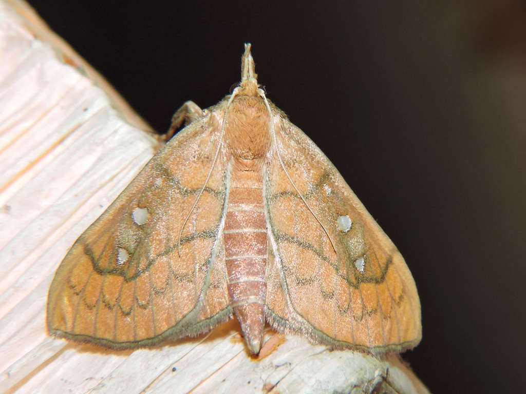 Polygrammodes baeuscalis