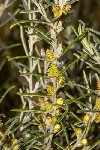 Mitchell's Bertya (Bertya tasmanica)