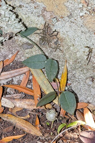 Foto de Coração-emaranhado