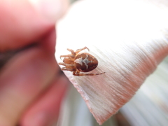 Novaranea queribunda