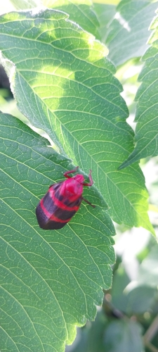 Cercopidae image