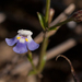 Linderniella wilmsii - Photo 由 Bart Wursten 所上傳的 (c) Bart Wursten，保留部份權利CC BY-NC