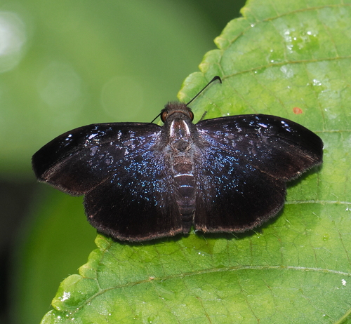 Sostrata pusilla