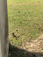 Acridotheres tristis