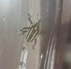 Sternuchopsis ceylonensis