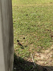 Acridotheres tristis