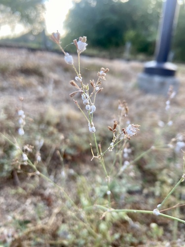 Boerhavia erecta iNat (1)