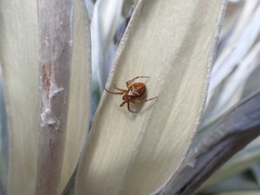 Novaranea queribunda